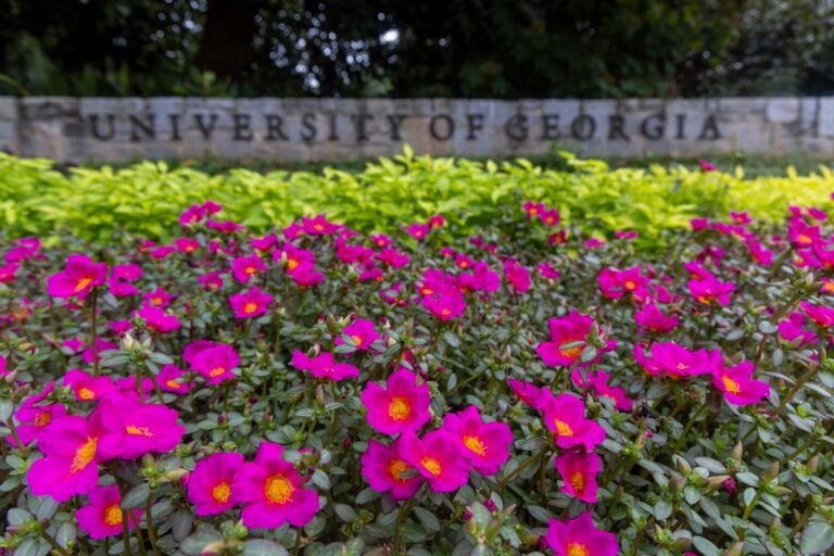 A garden of flowers near an entrance to the University of Georgia.